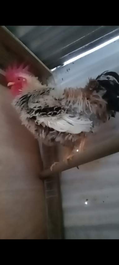 1 cok frizzle bantam