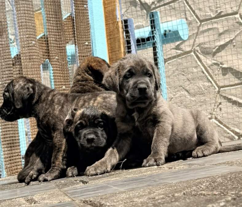 Cane corso