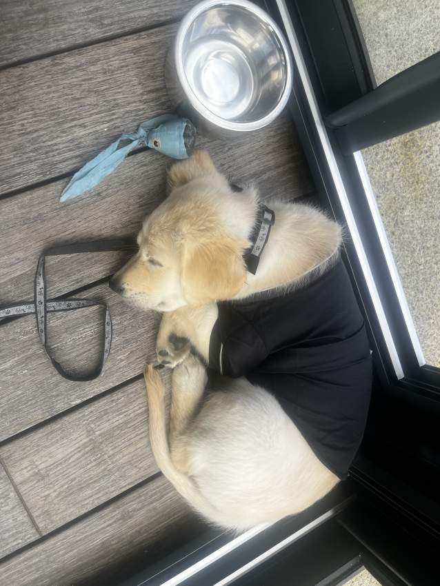3 month pure Golden Retriever - 2 - Dogs  on Aster Vender