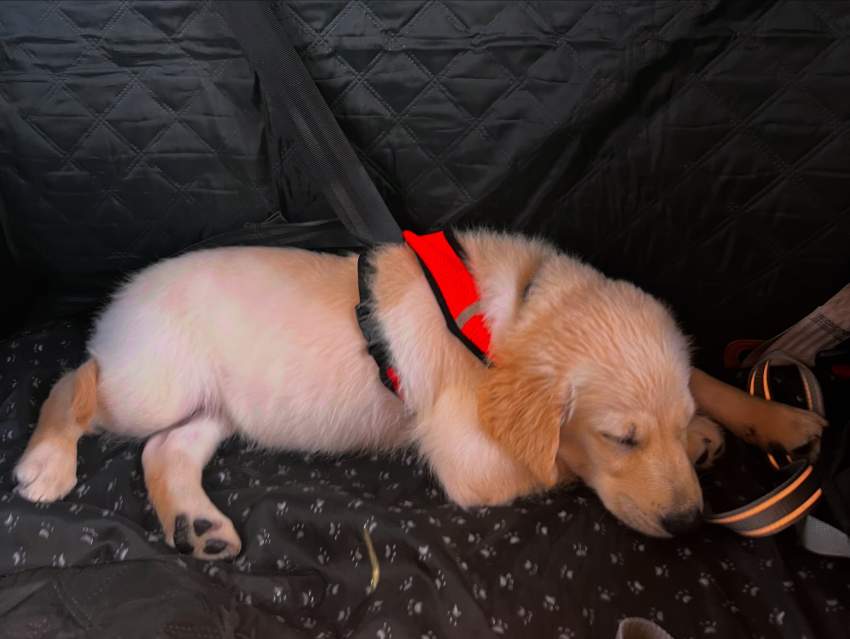 3 month pure Golden Retriever - 3 - Dogs  on Aster Vender