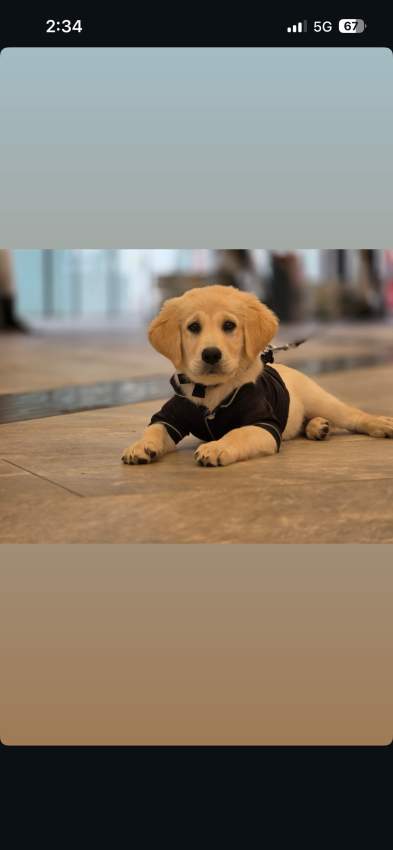 3 month pure Golden Retriever - 1 - Dogs  on Aster Vender