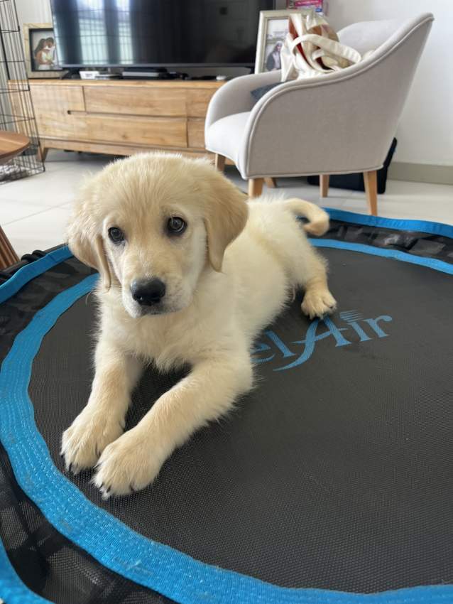 3 month pure Golden Retriever - 4 - Dogs  on Aster Vender