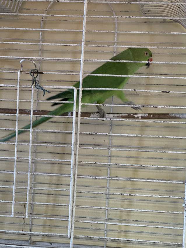 Adult cato vert for sale. - 2 - Birds  on Aster Vender