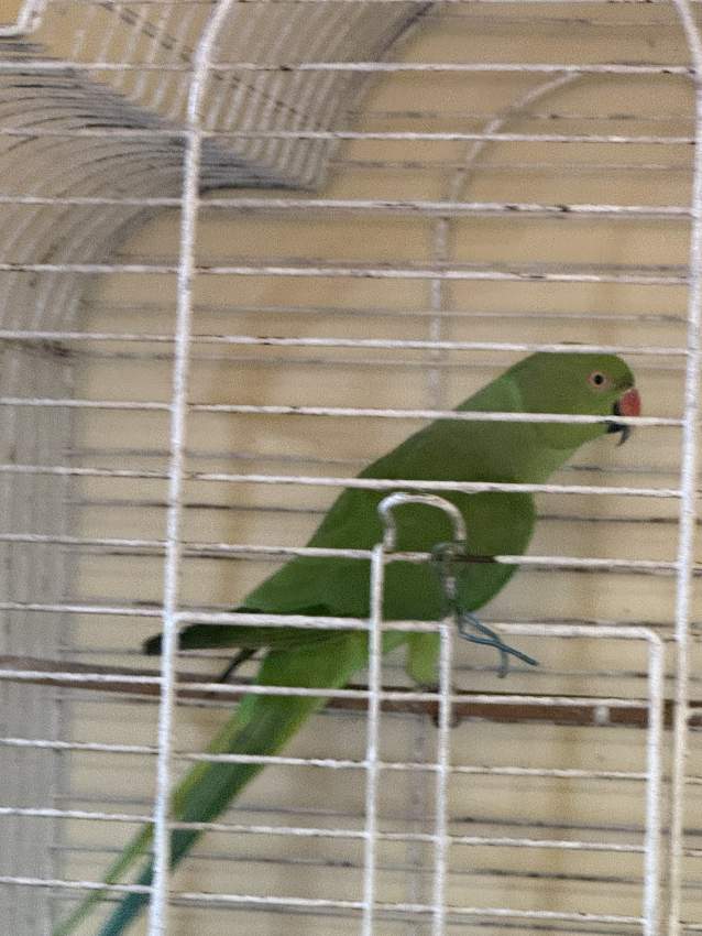 Adult cato vert for sale. - 1 - Birds  on Aster Vender
