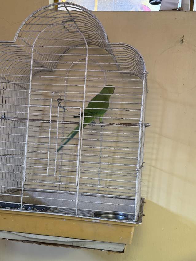 Adult cato vert for sale. - 3 - Birds  on Aster Vender