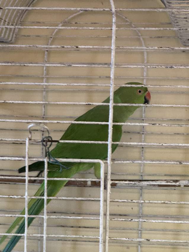 Adult cato vert for sale.