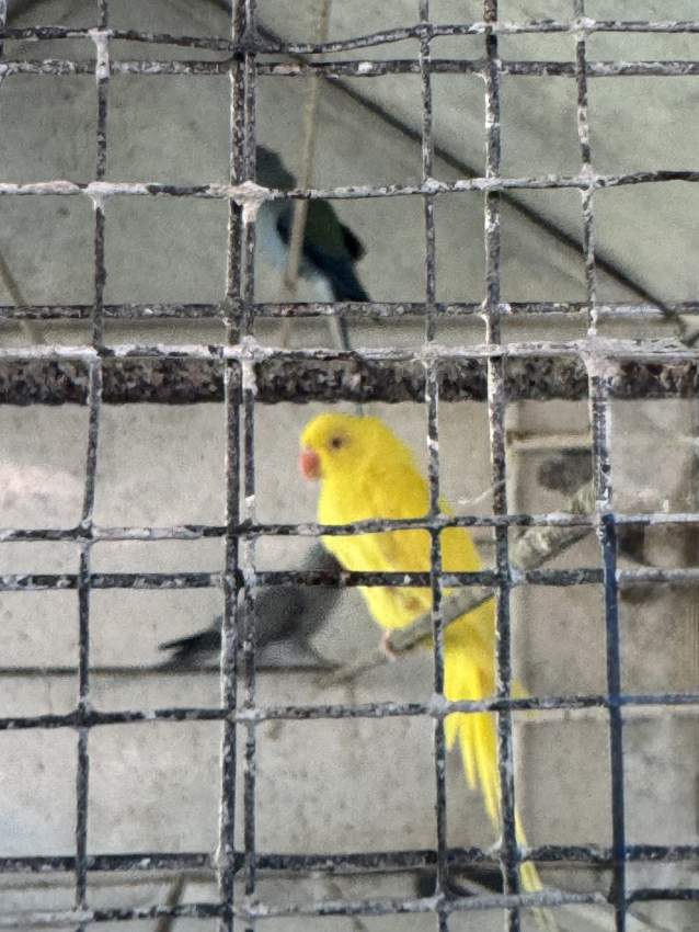 Adult cato Jaune for sale