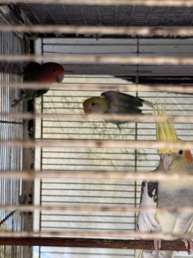 Pair of Adult Lovebirds for sale . - 1 - Birds  on Aster Vender