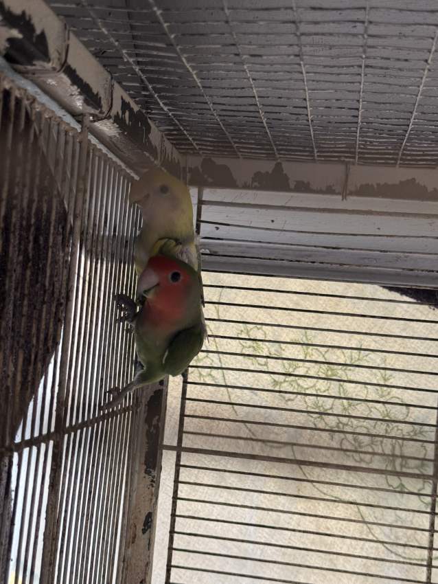 Pair of Adult Lovebirds for sale .