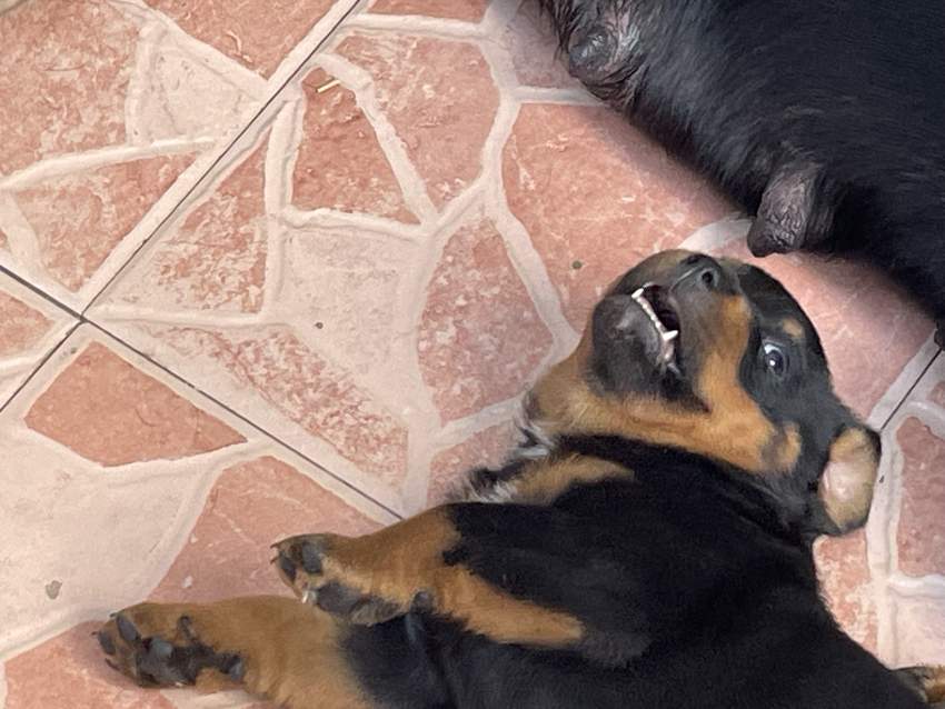 Rottweiler puppies