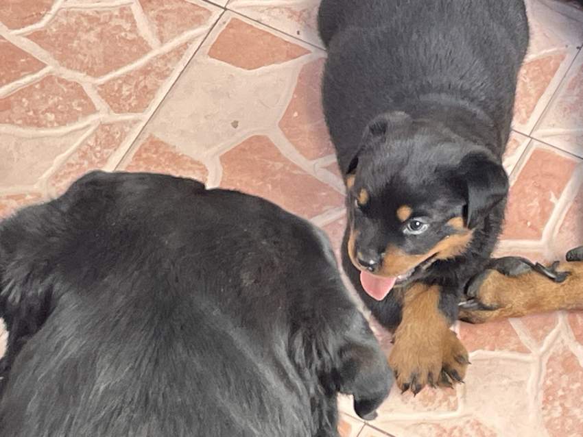 Rottweiler puppies - 1 - Dogs  on Aster Vender