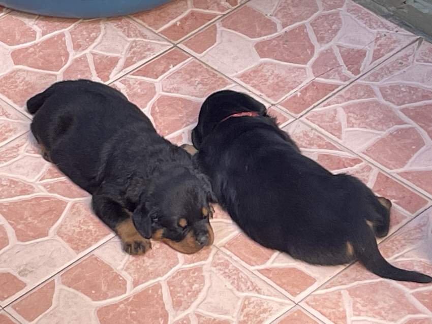 Rottweiler puppies - 2 - Dogs  on Aster Vender