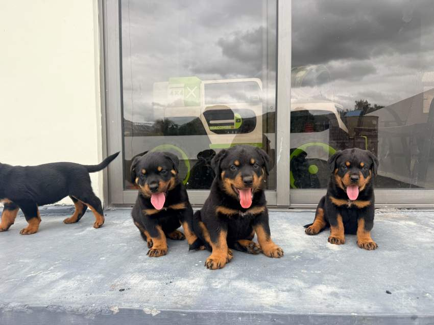 Rottweiler Puppies - 1 - Dogs  on Aster Vender