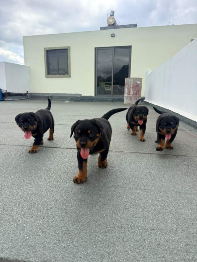 Rottweiler Puppies - 2 - Dogs  on Aster Vender