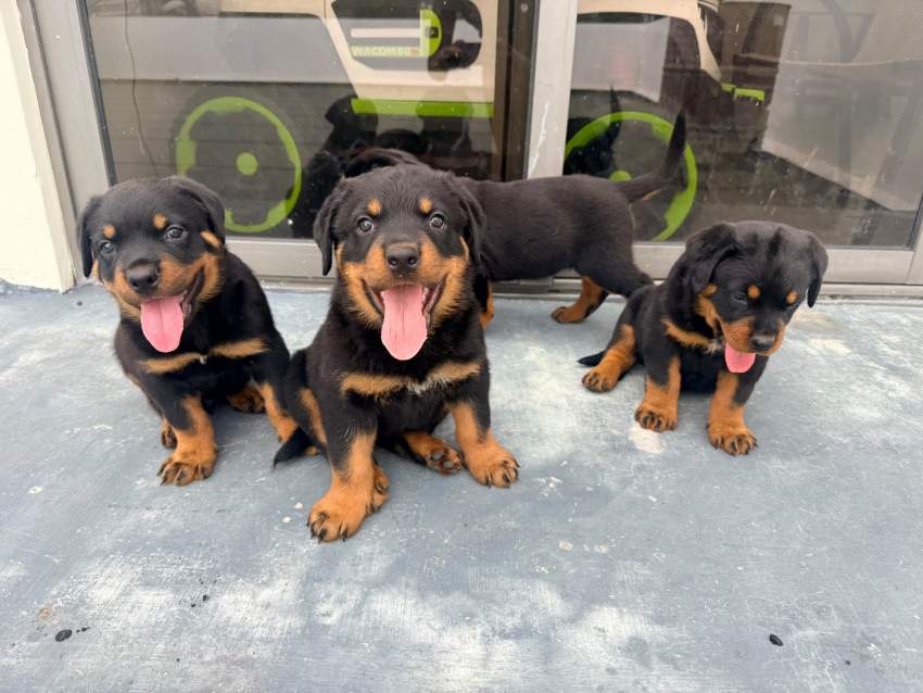 Rottweiler Puppies
