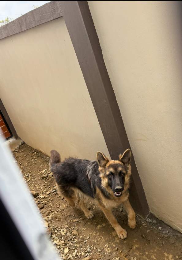 German Shepherd for sale - 1 - Dogs  on Aster Vender