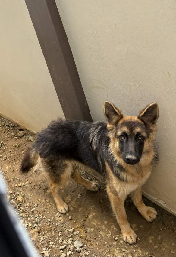 German Shepherd for sale