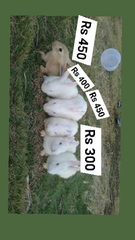 Rabbit - 0 - Other Pets  on Aster Vender