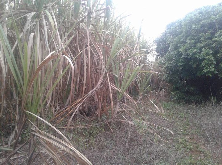 Terrain agricole 1arp 75p entre Montagne Blanche et lessur Sebastopol - 0 - Land  on Aster Vender