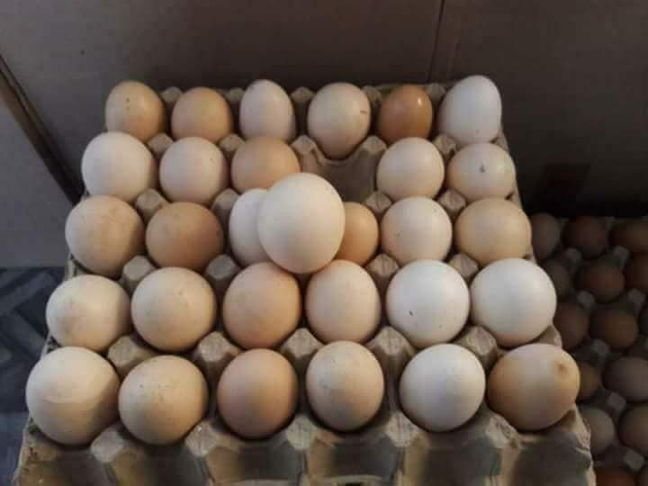 RS 100 ENE PLATEAU 15 OEUF - 2 - Other Animals  on Aster Vender