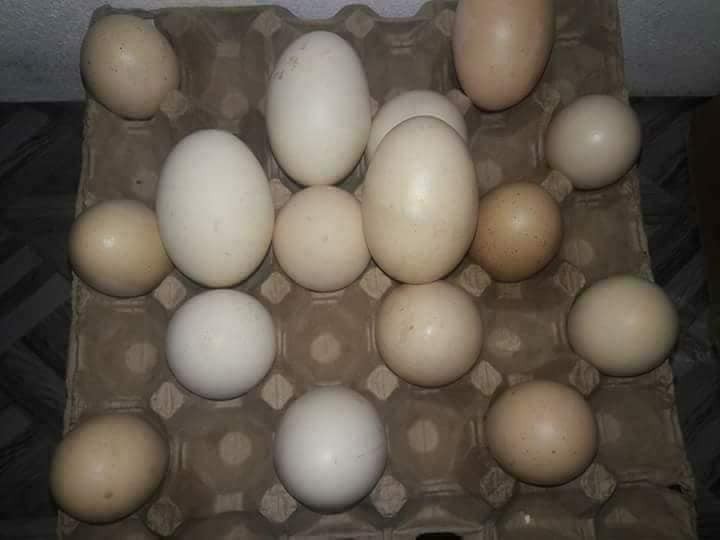 RS 100 ENE PLATEAU 15 OEUF - 1 - Other Animals  on Aster Vender