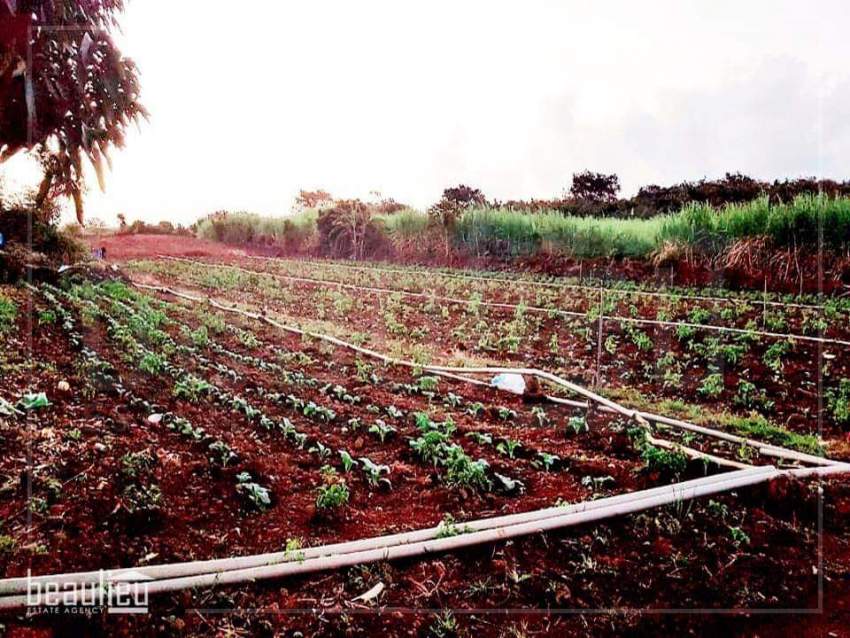 Agricultural land of 1 arpent and 9 perches in Ile D'Ambre is for sale - 0 - Land  on Aster Vender