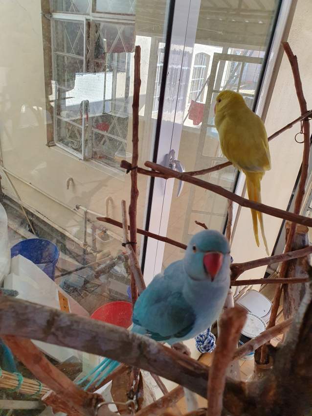 Cato bleu et jaune pallid - 1 - Birds  on Aster Vender