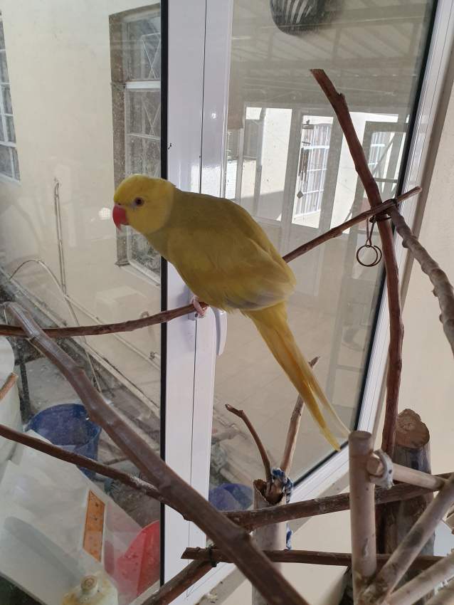 Cato bleu et jaune pallid - 2 - Birds  on Aster Vender