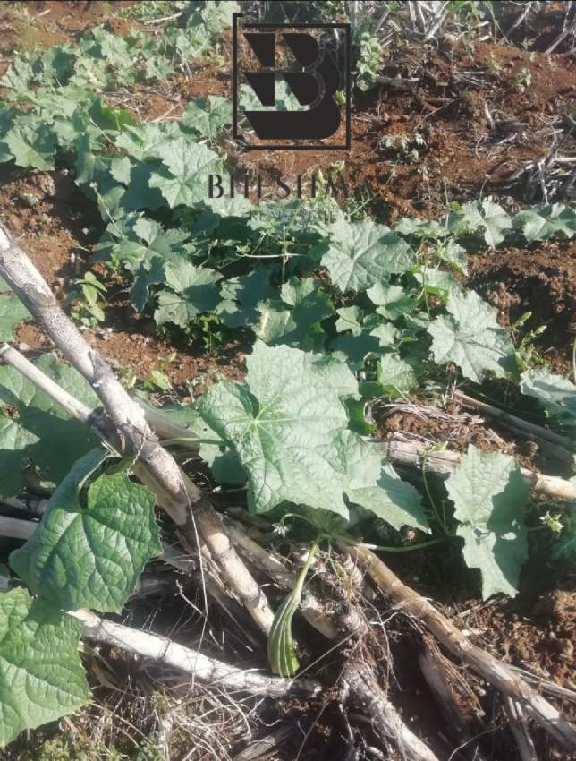 Agricultural plot at Ile D'Ambre 1 arpent 4 perches @ Rs 900,000.  - 4 - Land  on Aster Vender