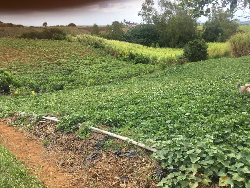 Agricultural land - 1 - Land  on Aster Vender