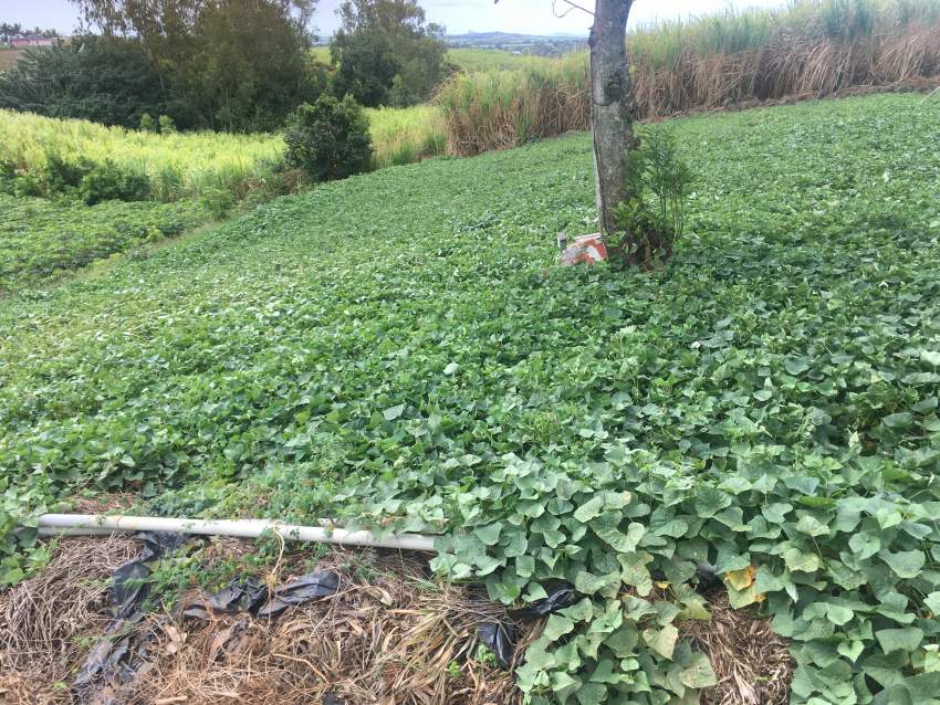 Agricultural land - 2 - Land  on Aster Vender