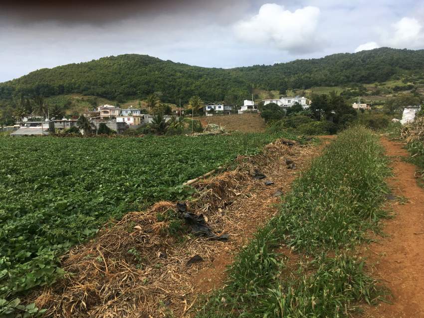 Agricultural land on Aster Vender