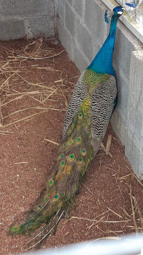 Peacock - 0 - Birds  on Aster Vender