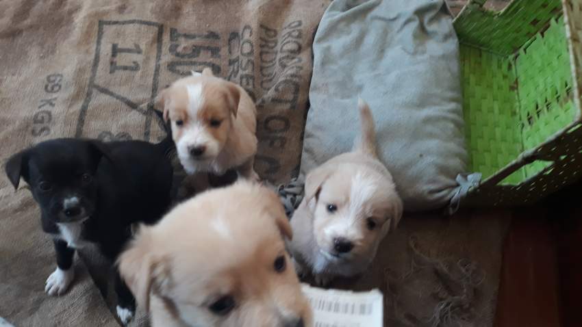 Griffon and labrador dogs on Aster Vender