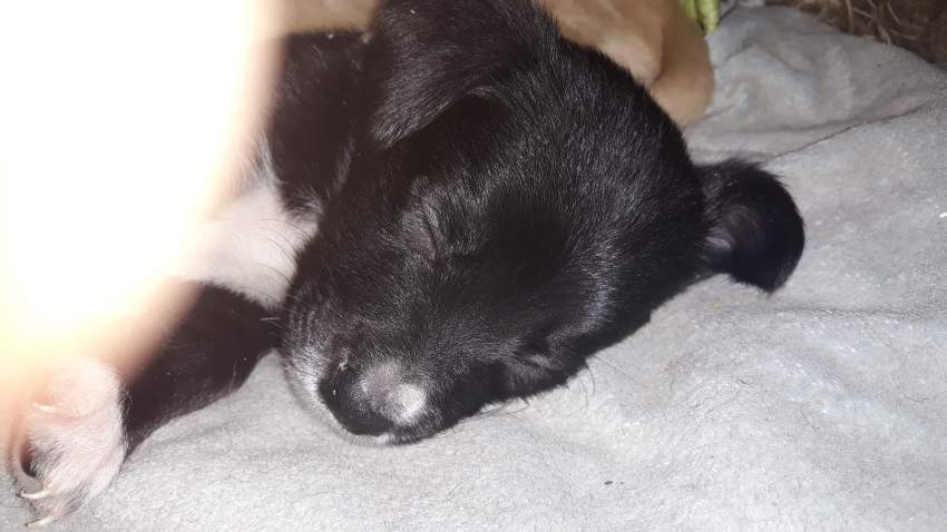 Puppies on Aster Vender