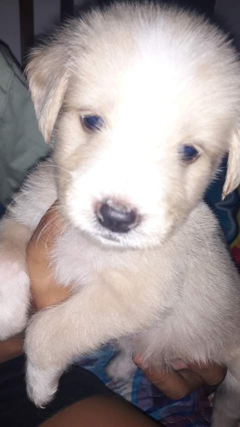 Puppy on Aster Vender