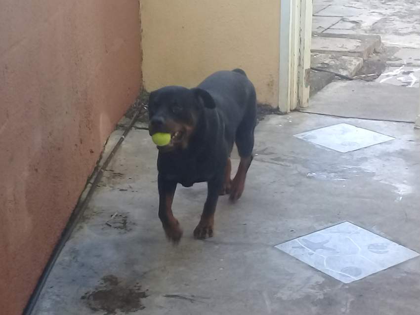 Rott - 0 - Dogs  on Aster Vender