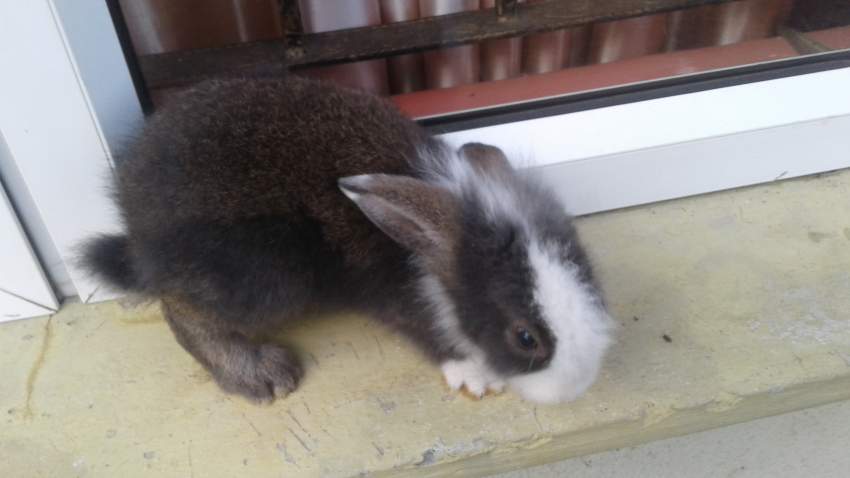 Rabbit on Aster Vender