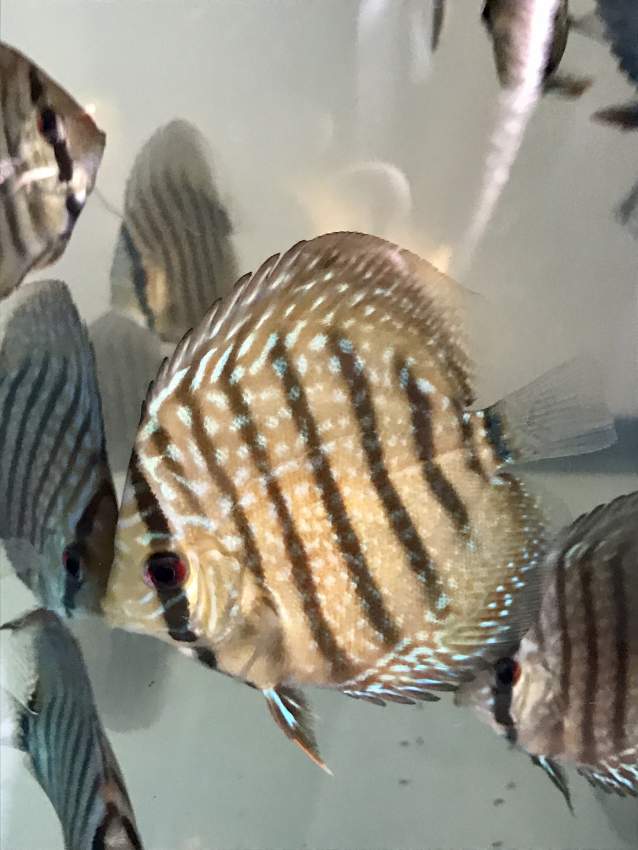 Juvenile Discus  - 2 -  Aquarium fish  on Aster Vender