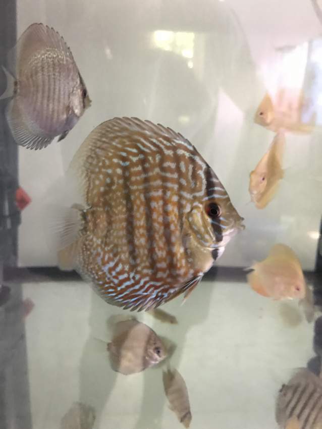 Juvenile Discus  - 3 -  Aquarium fish  on Aster Vender
