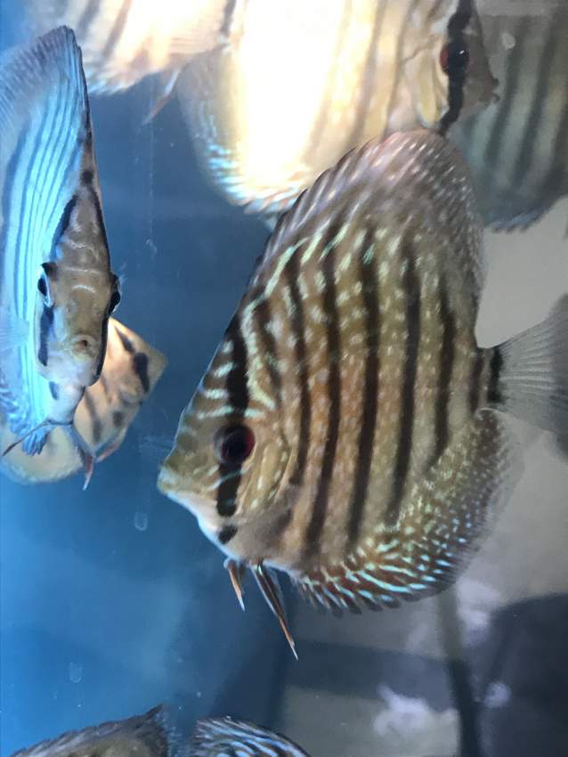 Juvenile Discus  - 1 -  Aquarium fish  on Aster Vender
