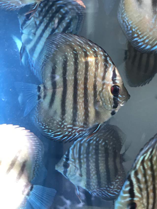 Juvenile Discus  - 0 -  Aquarium fish  on Aster Vender