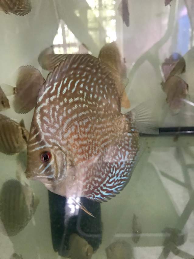 Juvenile Discus  - 4 -  Aquarium fish  on Aster Vender