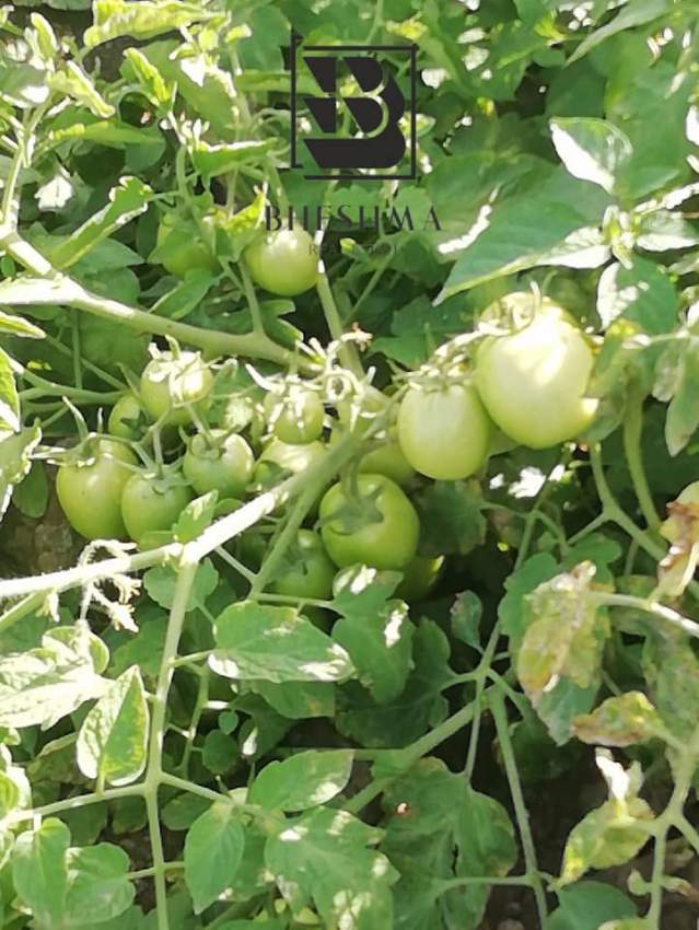 1 arpent 87 perches agricultural/industrial in Laventure  - 3 - Land  on Aster Vender