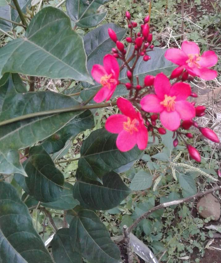 Arbuste à  fleur rouge - 4 - Plants and Trees  on Aster Vender