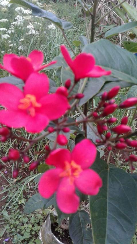 Arbuste à  fleur rouge - 1 - Plants and Trees  on Aster Vender