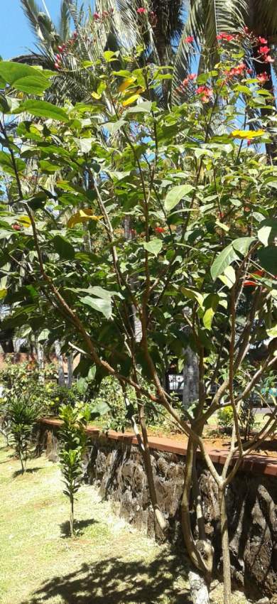 Arbuste à  fleur rouge - 3 - Plants and Trees  on Aster Vender