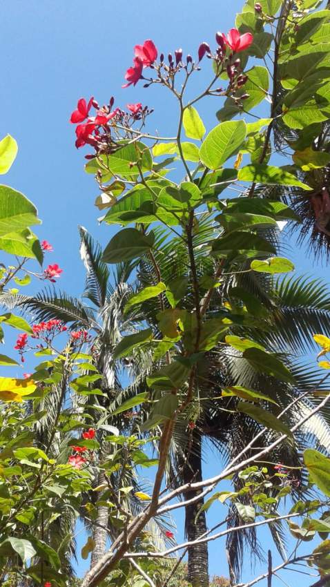 Arbuste à  fleur rouge - 0 - Plants and Trees  on Aster Vender