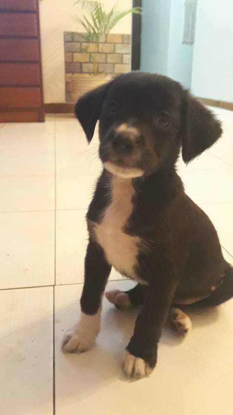 Puppy - 2 - Dogs  on Aster Vender