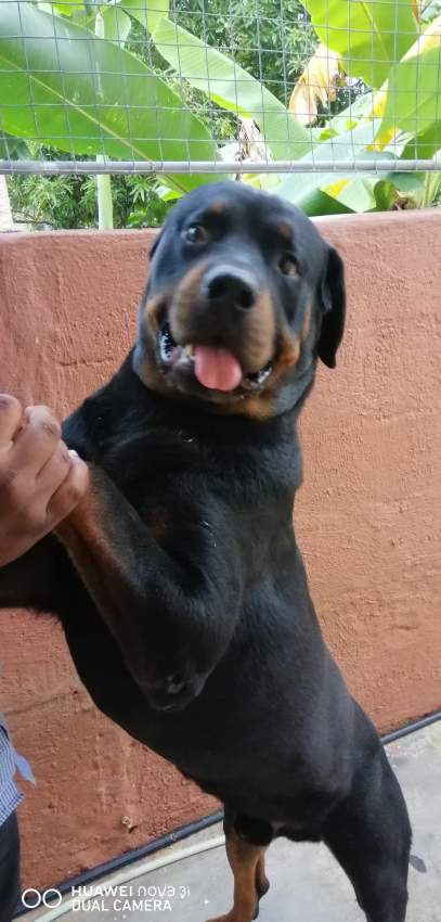 Dog rottweiler  - 0 - Dogs  on Aster Vender